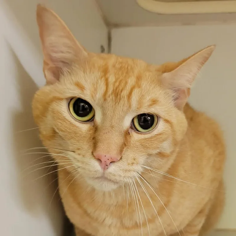 An adult medium-sized male Orange / Red Domestic Short Hair cat named Miklo for adoption in Columbia, MO