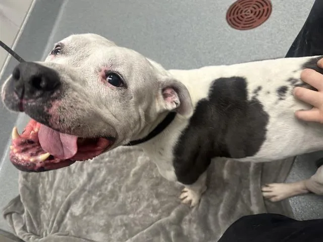 An adult large-sized male American Bulldog dog named Thor for adoption in Indianapolis, IN
