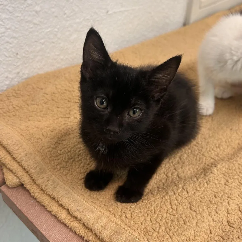 A baby small-sized male Black Domestic Short Hair cat named Bud for adoption in Fresno, CA