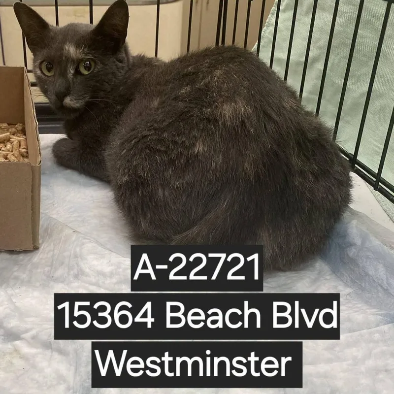 An adult small-sized female Tortoiseshell Domestic Short Hair cat named WAGSStray for adoption in Westminster, CA