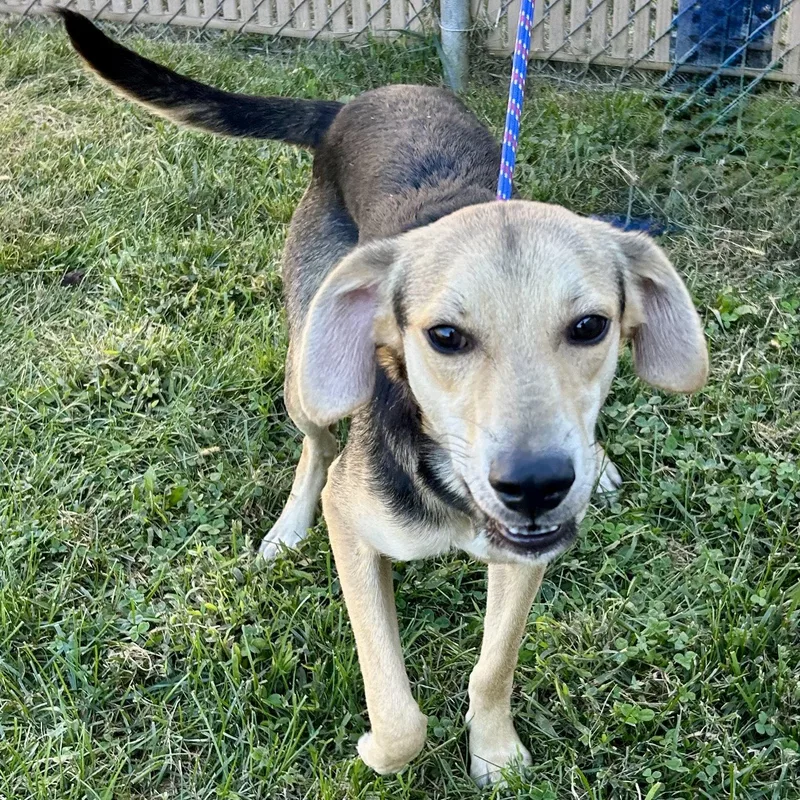 A young medium-sized male Beagle dog named Ravioli for adoption in Norwood, OH