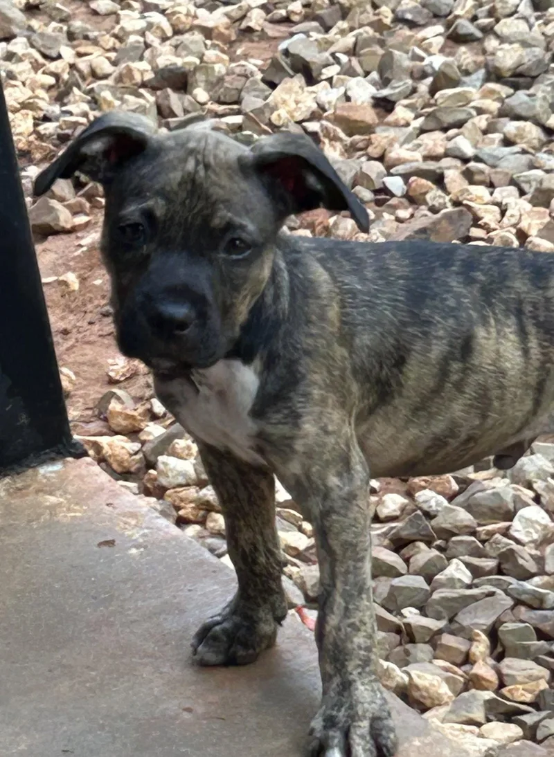 A baby medium-sized male Terrier dog named Mork Lonestar for adoption in Rockaway, NJ