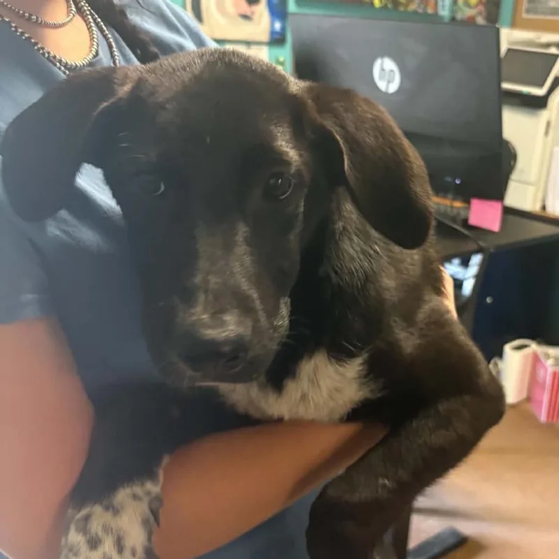 A baby medium-sized female Black German Shepherd Dog named Venus for adoption in Stephenville, TX