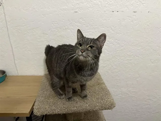 An adult medium-sized female Domestic Short Hair cat named Marie for adoption in Albuquerque, NM