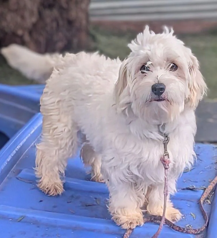 A baby small-sized female Maltese dog named Molly for adoption in San Diego, CA