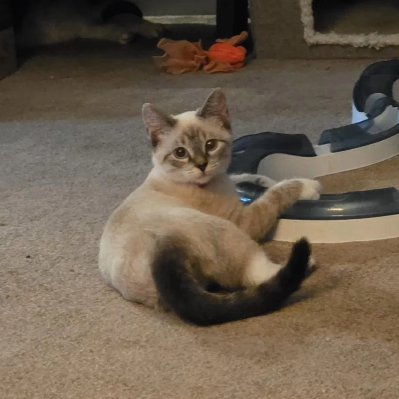 A baby small-sized female Lilac Point Siamese cat named Ramona for adoption in Lexington, KY