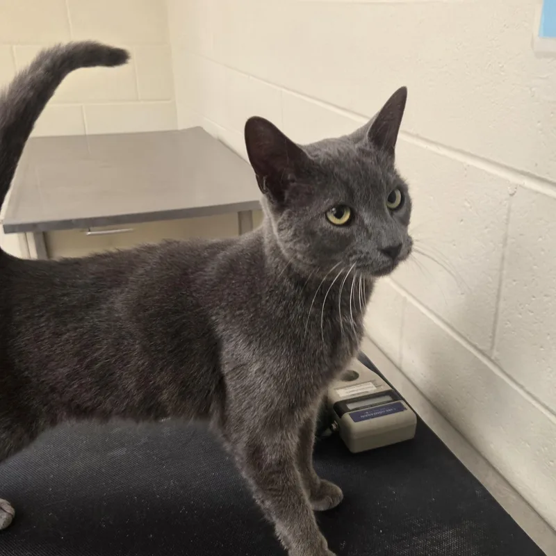 An adult medium-sized male Gray / Blue / Silver Domestic Short Hair cat named Pretzel for adoption in Xenia , OH