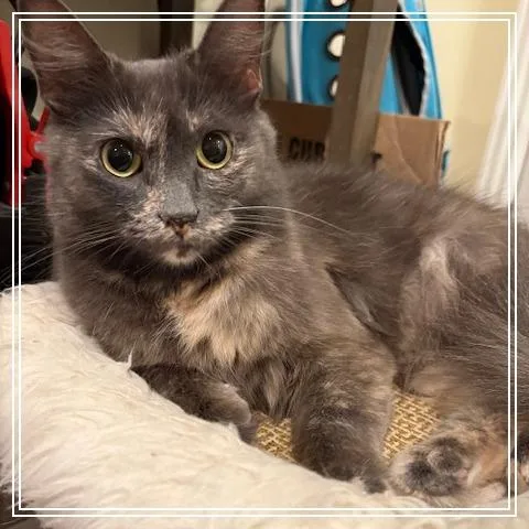 A young medium-sized female Lilac Point Domestic Long Hair cat named Lyla for adoption in Riverside, CA