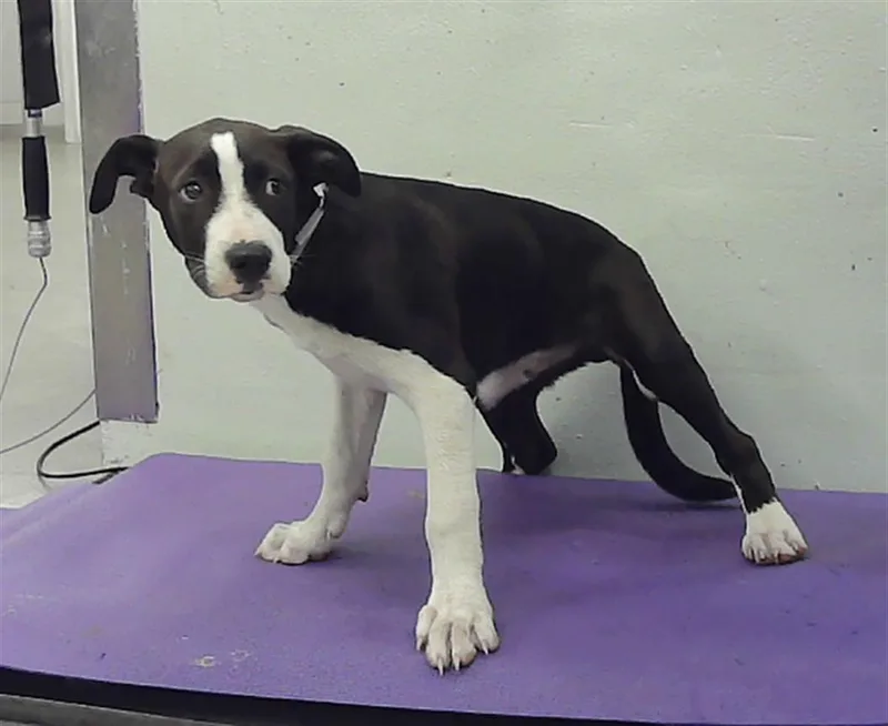 A baby small-sized male Great Dane dog named Duke for adoption in Houston, TX