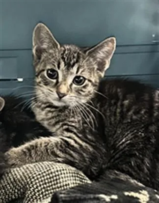 A baby small-sized female Domestic Short Hair cat named Raisin Rhapsody for adoption in Derwood, MD