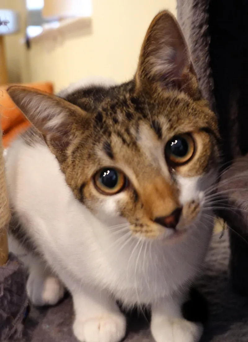 Prancer  Angel  thumbnail 3