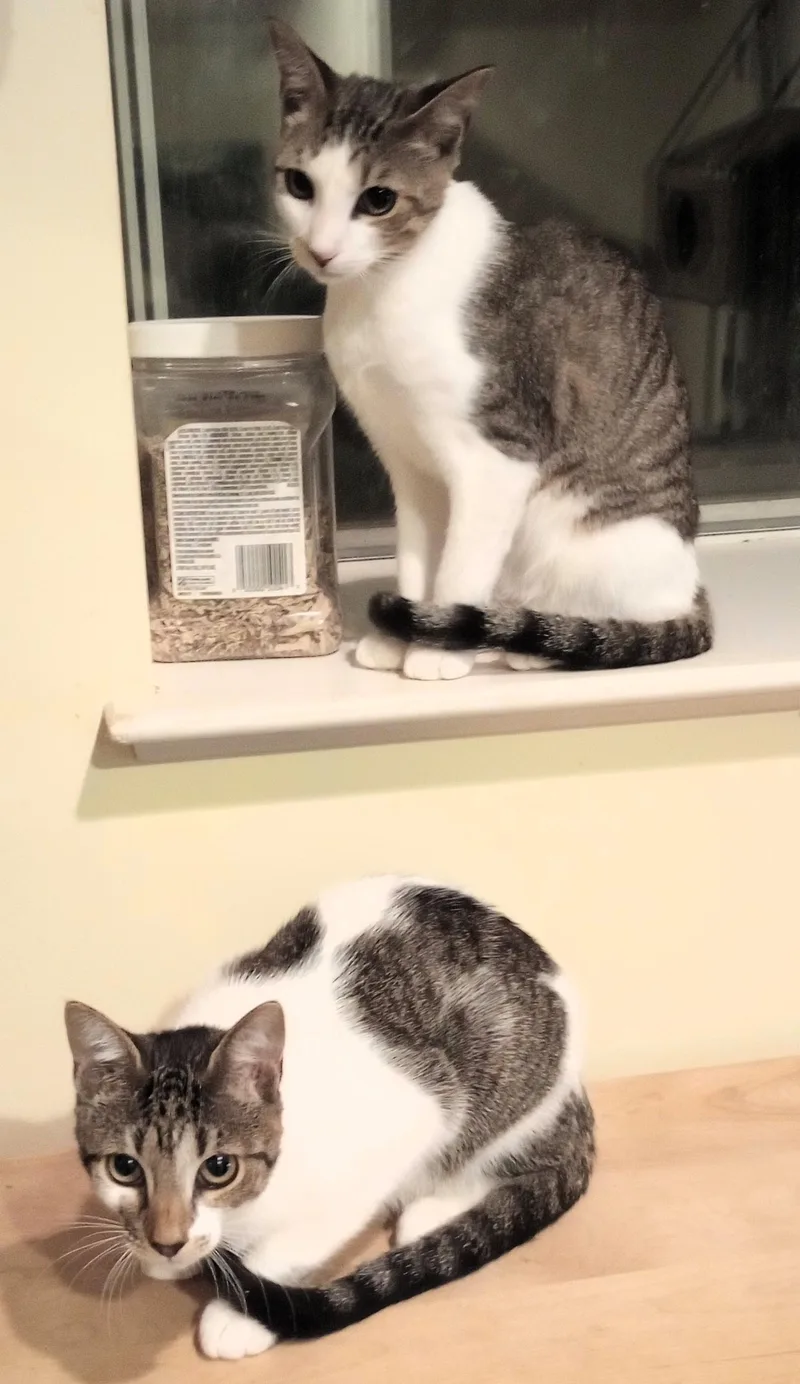 Prancer  Angel  thumbnail 4