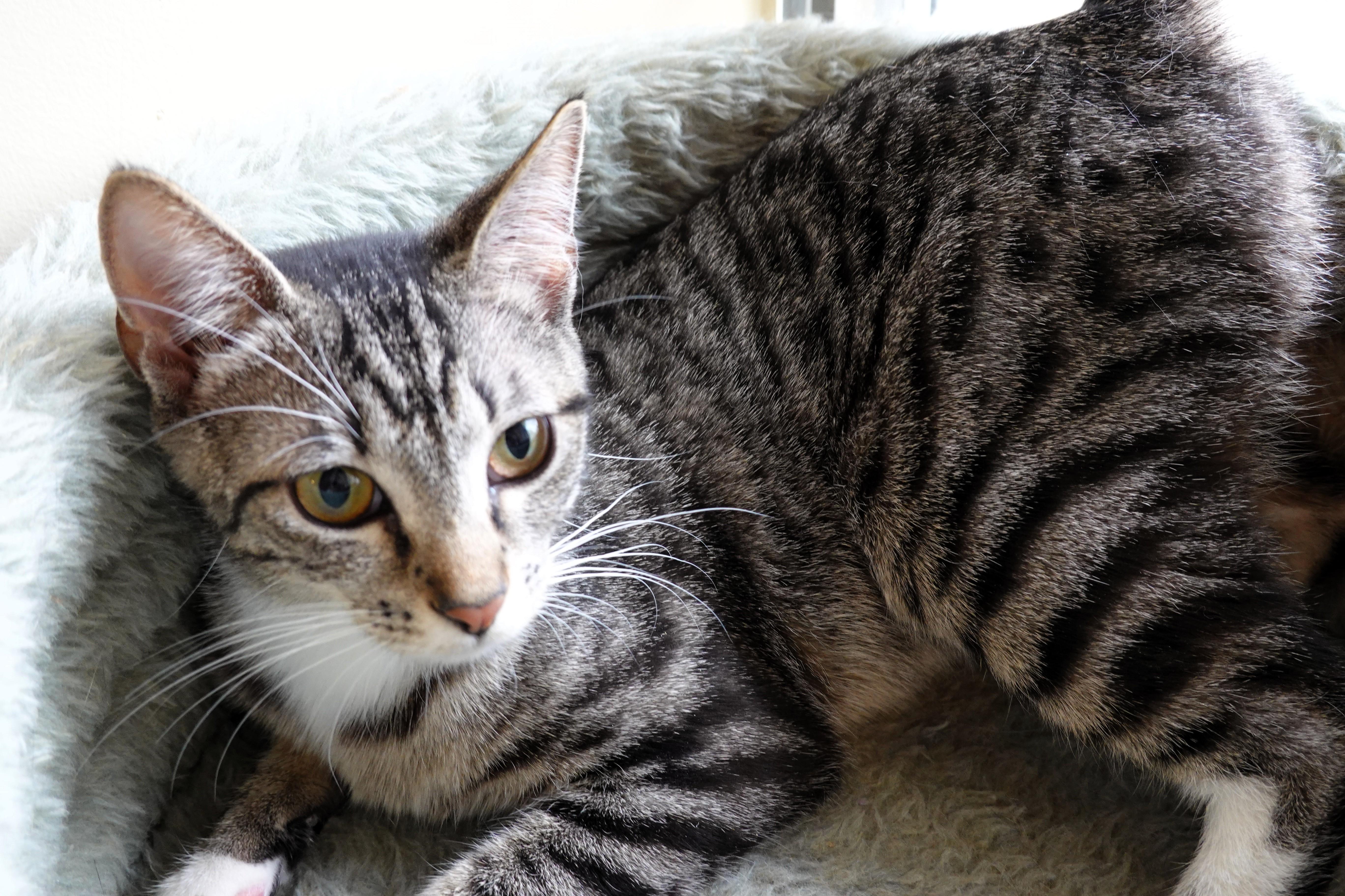 Prancer  Angel  thumbnail 5