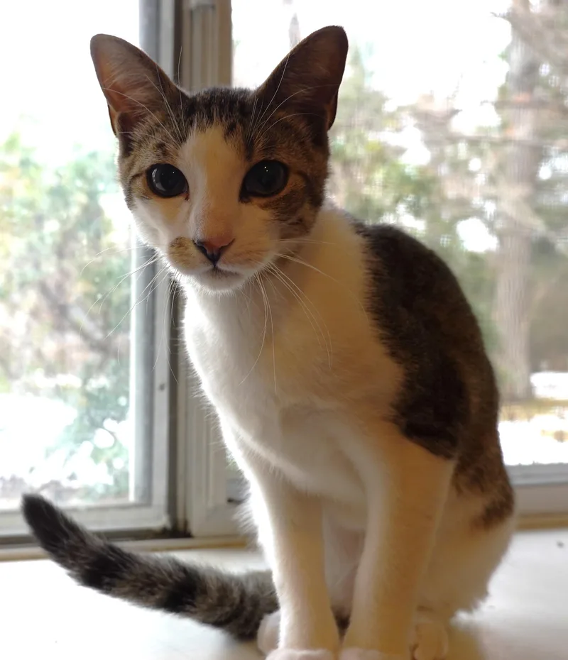 Prancer  Angel  thumbnail 6