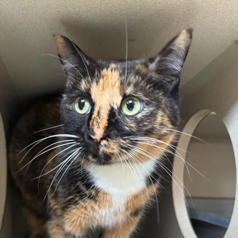 An adult medium-sized female Tortoiseshell Domestic Short Hair cat named Bean for adoption in Louisville, KY