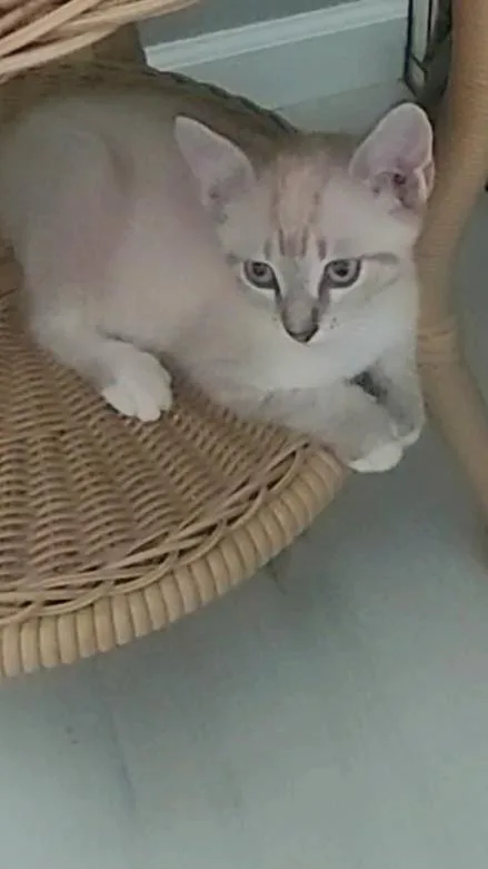 A baby small-sized male Buff & White Siamese cat named Siegfried & Roy for adoption in Homestead, FL