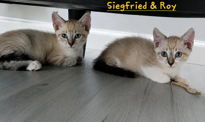 Siegfried & Roy thumbnail 3