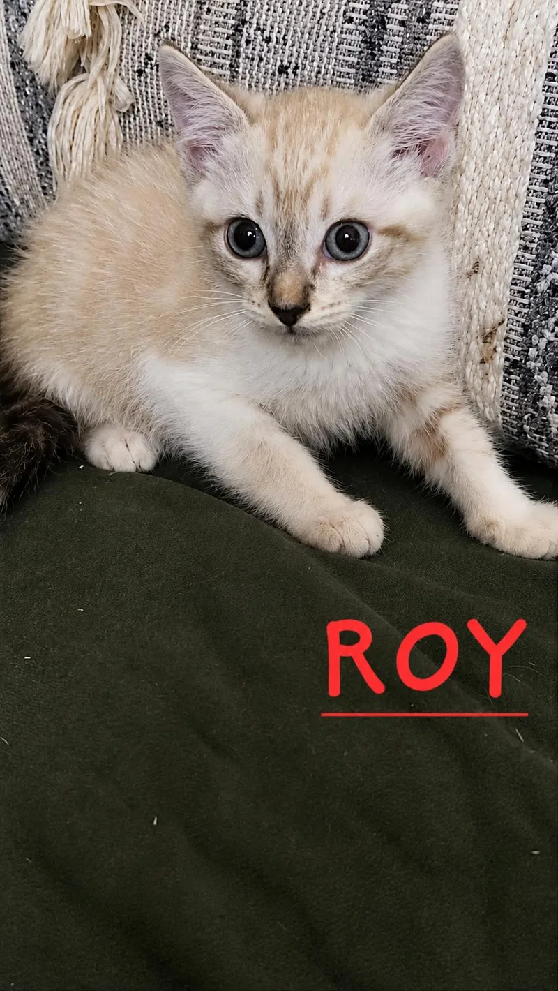 Siegfried & Roy thumbnail 4