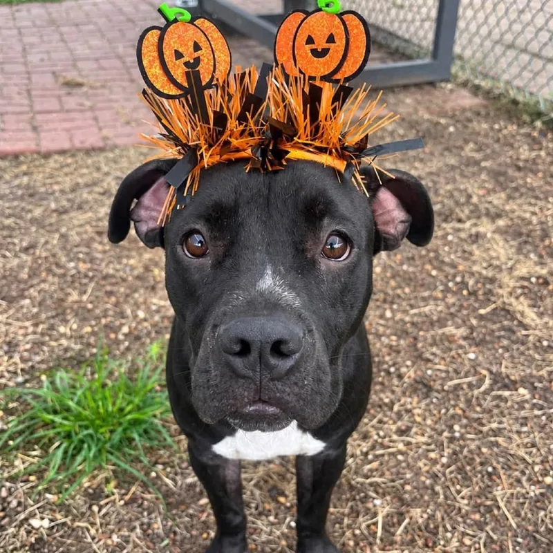 An adult medium-sized female American Staffordshire Terrier dog named Magda for adoption in Pittsburgh, PA