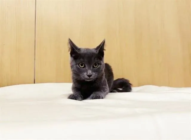 A baby small-sized female Domestic Short Hair cat named Watermelon for adoption in Saint Louis, MO