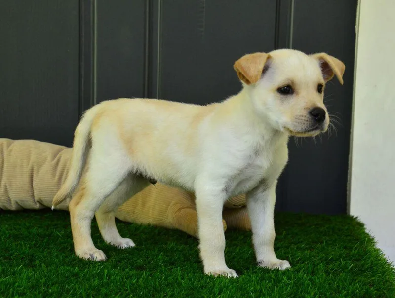 A baby large-sized male Golden Retriever dog named Eric for adoption in Willingboro, NJ