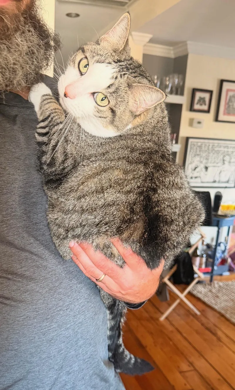 An adult large-sized female Domestic Short Hair cat named Stevie for adoption in Canton, MA