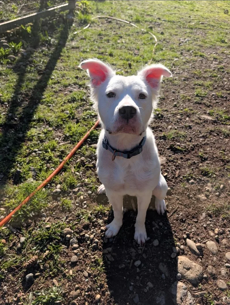 An adult medium-sized male White / Cream Border Collie dog named Bentley for adoption in Buckley, WA