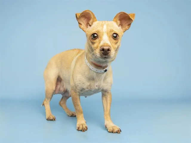 An adult small-sized female Chihuahua dog named Maggie for adoption in Phoenix, AZ