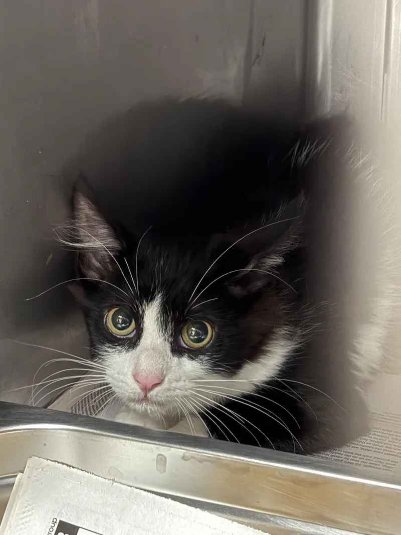 A baby medium-sized male Domestic Short Hair cat named Jaxx for adoption in Chatsworth, CA