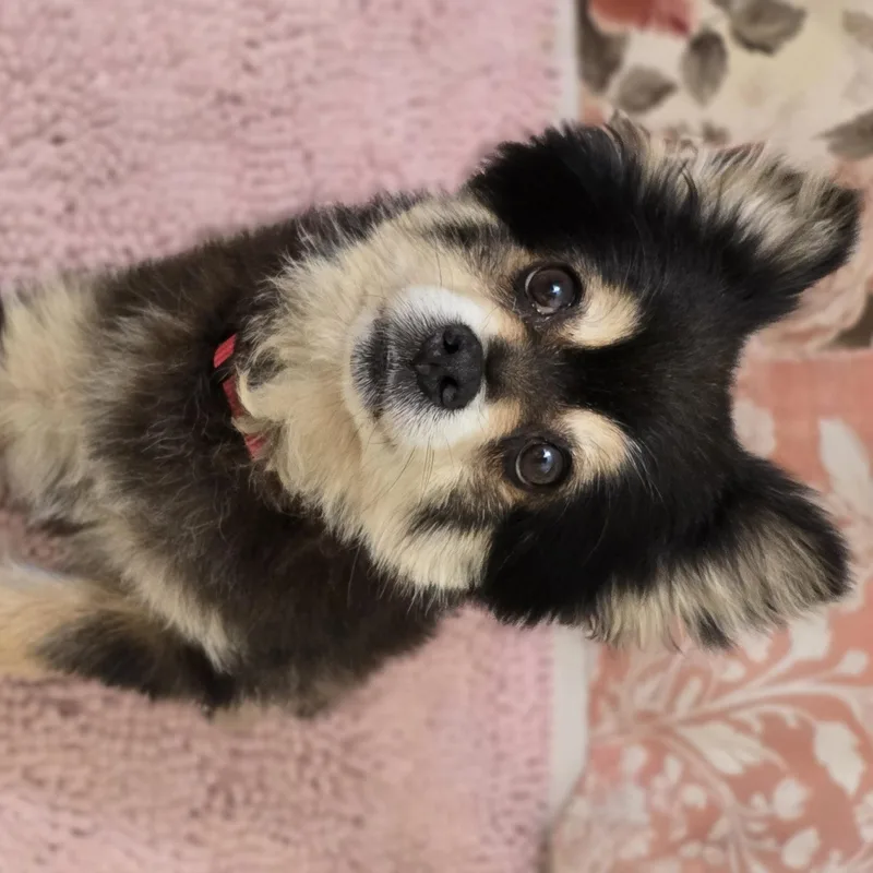 A senior small-sized male Black Pomeranian dog named Bandit for adoption in Keyser, WV