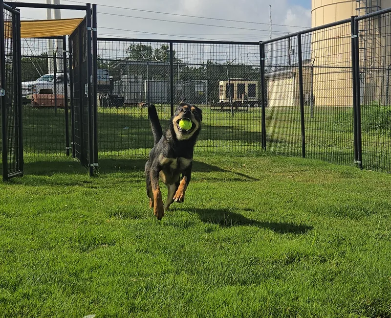 A young medium-sized male Bicolor Rottweiler dog named Dax for adoption in garden ridge, TX
