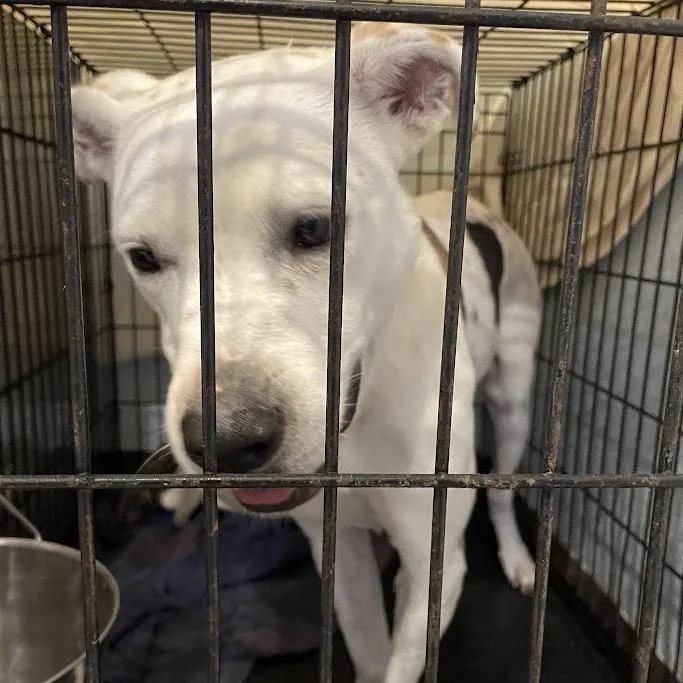 An adult large-sized male White / Cream Mixed Breed dog named Dustin for adoption in Port Charlotte, FL