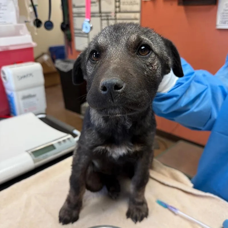 A baby small-sized female Black Shepherd dog named Astrid for adoption in Flagstaff, AZ