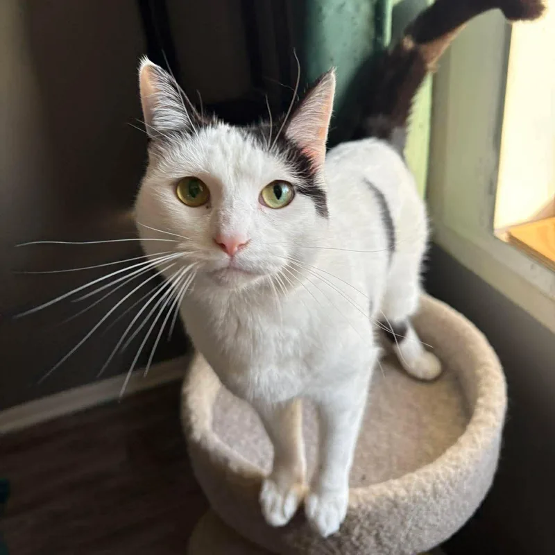 An adult medium-sized female Domestic Short Hair cat named Holly for adoption in Janesville, WI