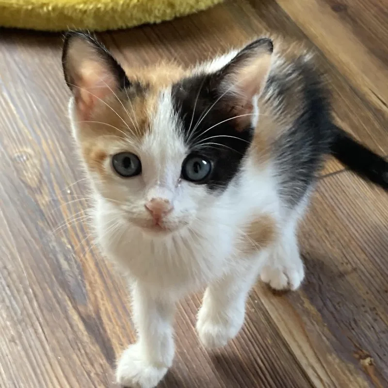 Tiny