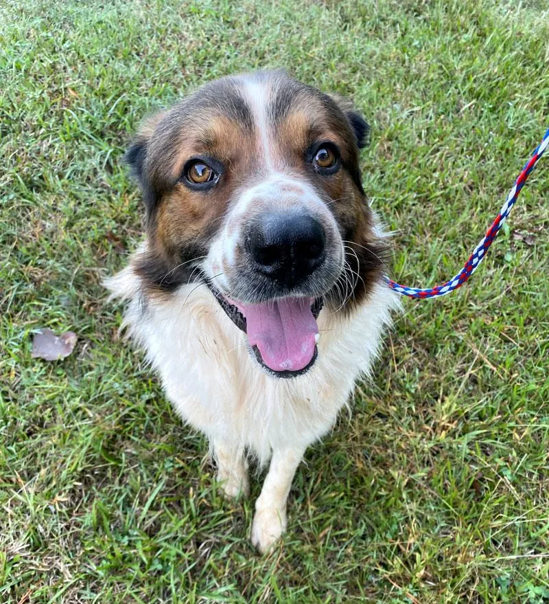 An adult large-sized male Saint Bernard dog named Charlie for adoption in Monroe, GA