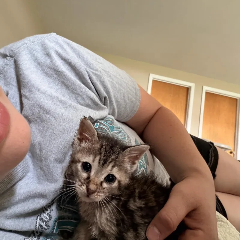 A baby small-sized female Gray / Blue / Silver Domestic Short Hair cat named Hotdog for adoption in Medford, NJ