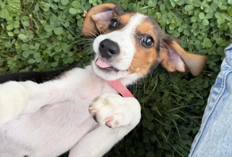 A baby medium-sized female Tricolor (Brown, Black, & White) Beagle dog named Dr. Christina Yang for adoption in Richmond, VA