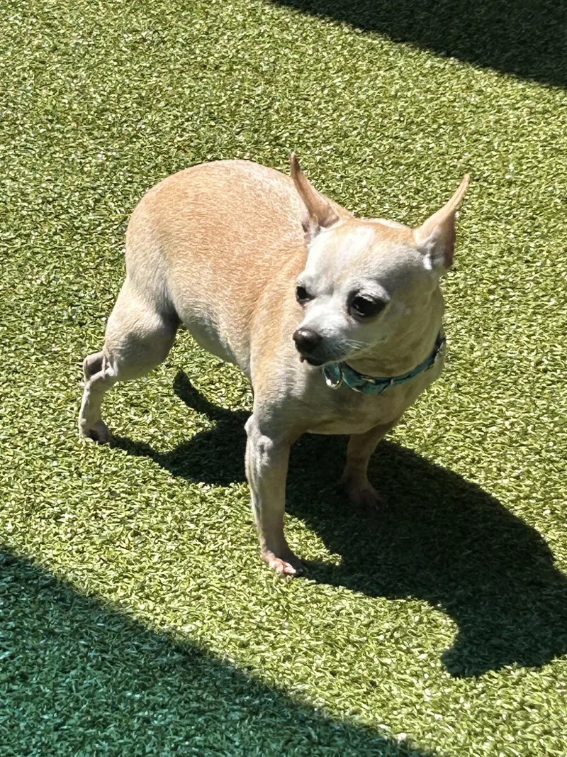 A senior small-sized female Apricot / Beige Chihuahua dog named Croissant for adoption in Mount Juliet, TN