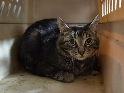 An adult medium-sized male Domestic Short Hair cat named Fordite for adoption in Westland, MI