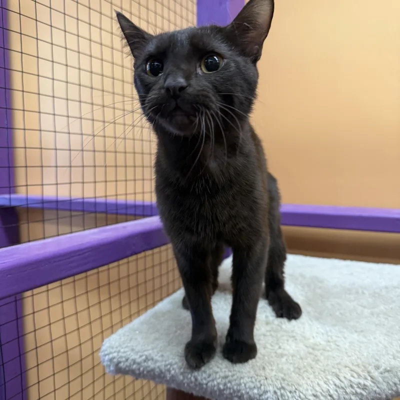 An adult medium-sized female Brown / Chocolate Domestic Short Hair cat named Sienna for adoption in Albuquerque, NM