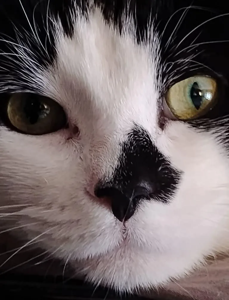 Tootsie Pie thumbnail 2