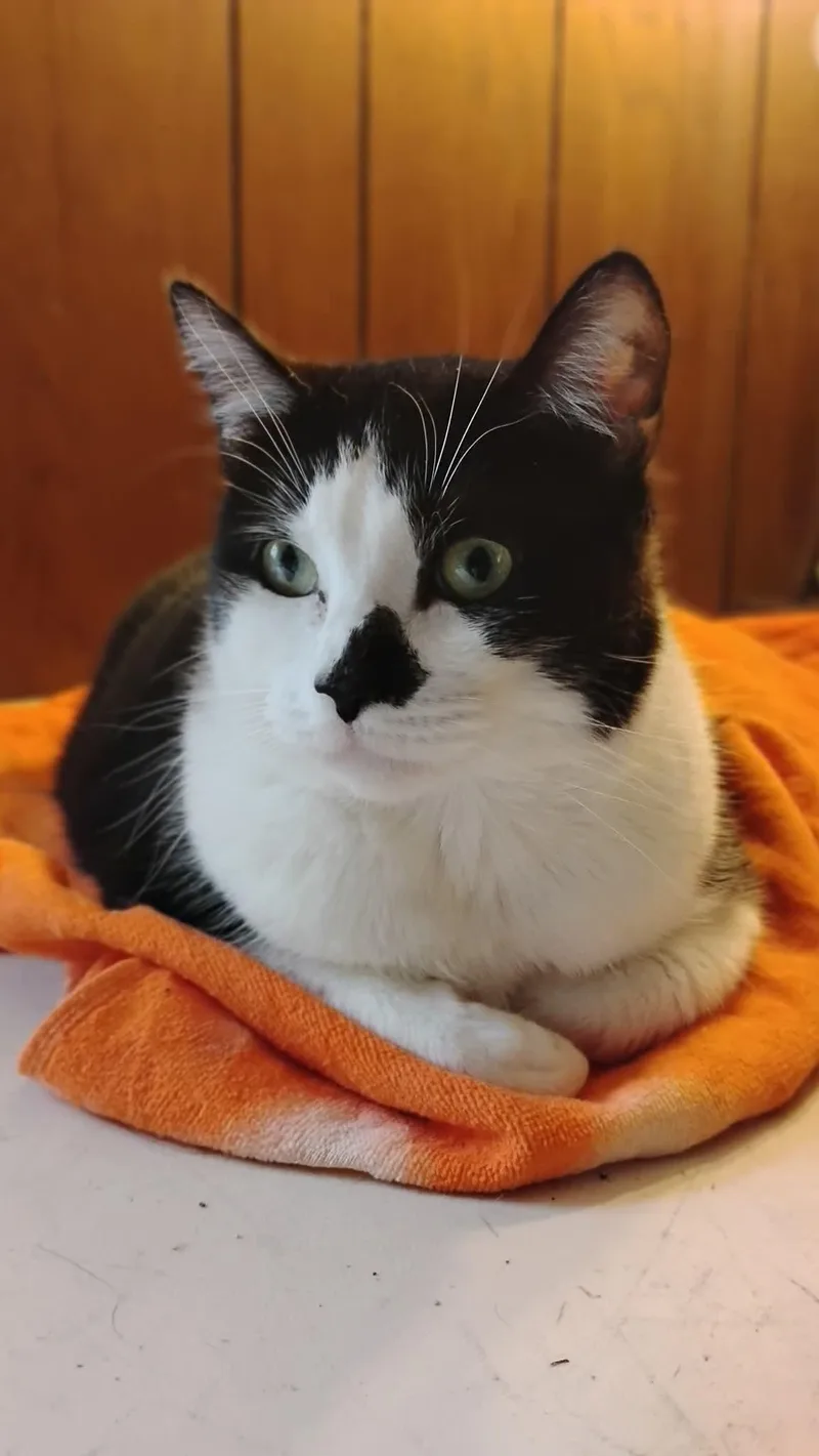 Tootsie Pie thumbnail 3