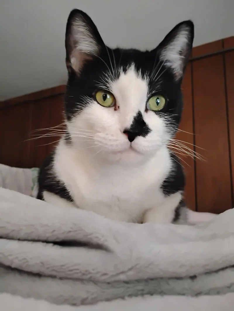 Tootsie Pie thumbnail 4