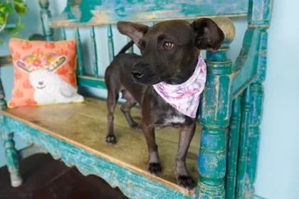 An adult small-sized female Chihuahua dog named Alma for adoption in San Antonio, TX