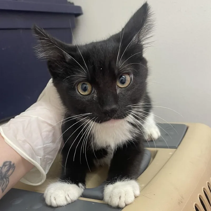 A baby small-sized male Black Domestic Short Hair cat named Orville for adoption in Birmingham, AL
