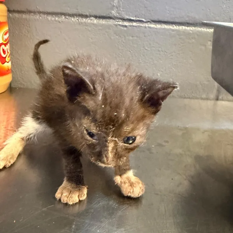 A baby small-sized male Black Domestic Short Hair cat named Tuscstray__ for adoption in Tuscaloosa, AL
