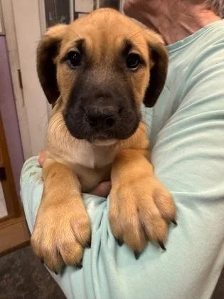 A baby small-sized female Mixed Breed dog named Sunnie for adoption in West Chester, PA