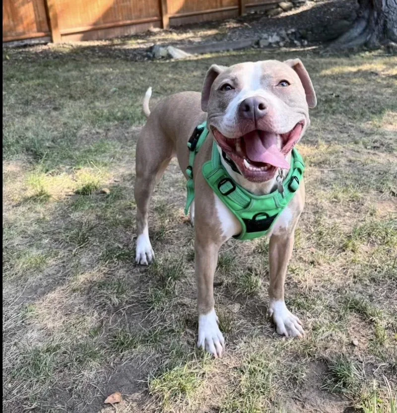 Heather Locklear thumbnail 2