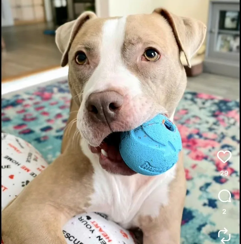 Heather Locklear thumbnail 6